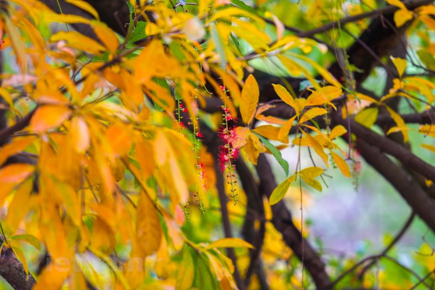 Photo : The Dai/Vietnam+ 