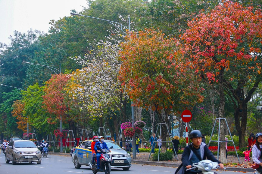 La rangée des arbres sur la rue Dinh Tien Hoang. Photo : The Dai/Vietnam+