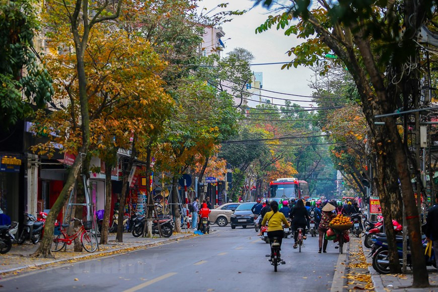 Un certain temps après la tombe des feuilles jaunes, des bougeons et des jeunes feuilles poussent. Photo : The Dai/Vietnam+
