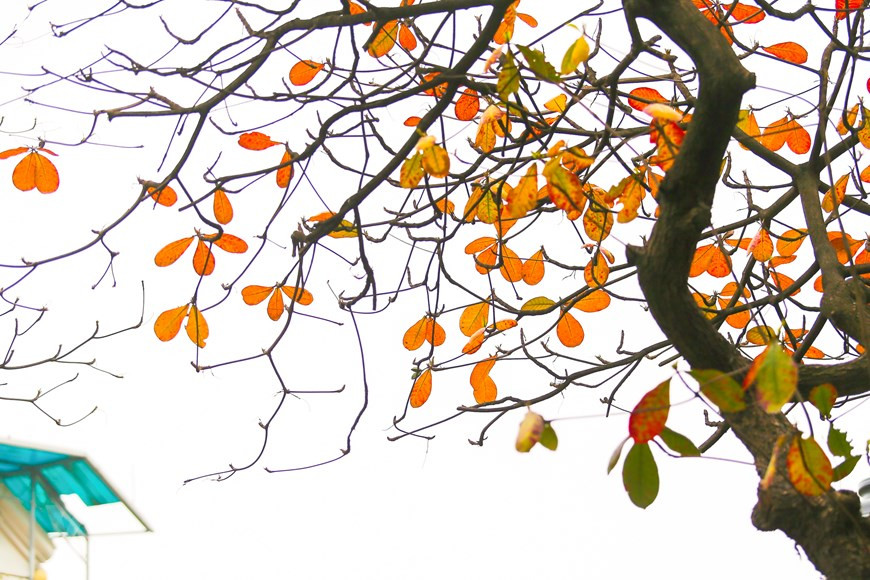 Si le Japon et la République de Corée séduisent les visiteurs grâce à leurs rangées d’érables aux feuilles jaunes et rouges en automne, la capitale Hanoï, quant à elle, fascine les gens par les feuilles jaunes des barringtonias et des badamiers. Photo : The Dai/Vietnam+