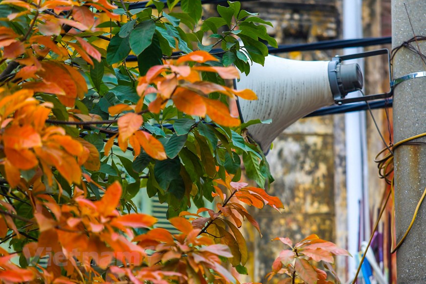 Des feuilles de barringtonias dans un coin. Photo : The Dai/Vietnam+