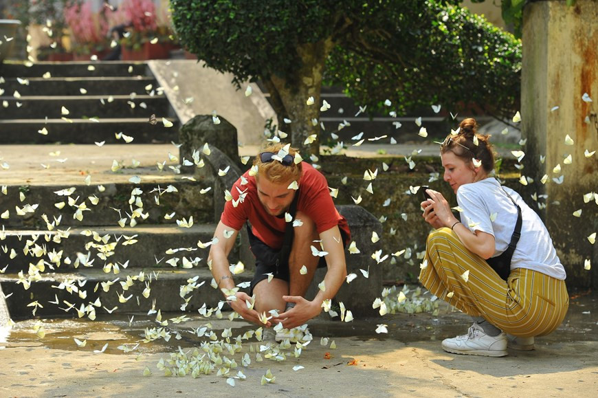 Plus de 400 espèces de papillons avec des millions individus créent un trait original pour le Parc national de Cuc Phuong attirant de nombreux visiteurs vietnamiens comme étrangers.