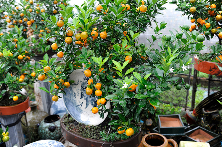 Les kumquats aux belles formes, aux fruits verts, aux jeunes feuilles et aux boutons floraux se vendent très bien.