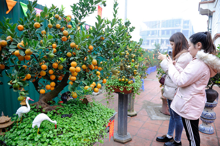 Les visiteurs admirent les magnifiques kumquats exposés lors d'une exposition.