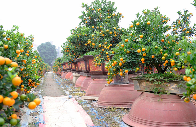 Les villageois de Tu Liên ont investi des milliards de dôngs dans leurs champs de kumquats dans l'espoir de réaliser de bons bénéfices pour le Nouvel An.