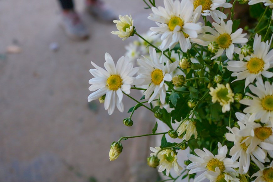 Vers le mois de novembre, la floraison des marguerites Daisy marque l’arrivée de l’hiver. Photo : Luong Manh/Vietnam+