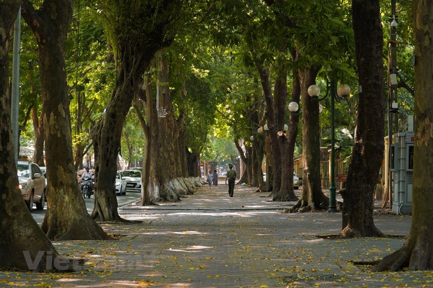 La rue Phan Dinh Phung avec ses deux rangées d'arbres est considérée comme la plus belle de la capitale. Photo : Minh Hieu/Vietnam+