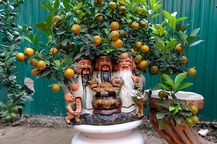 Un pot de kumquat décoratif orné des trois dieux représentant les bénédictions, la richesse et la longévité.