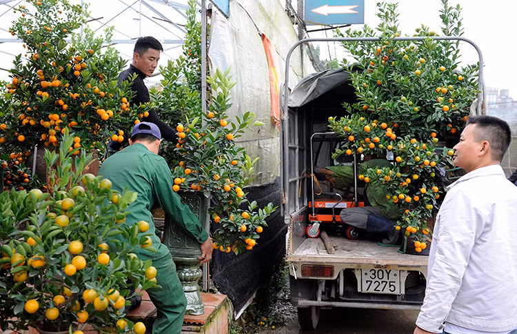Les cultivateurs de kumquat à Tu Liên expédient rapidement les arbustes à leurs clients.