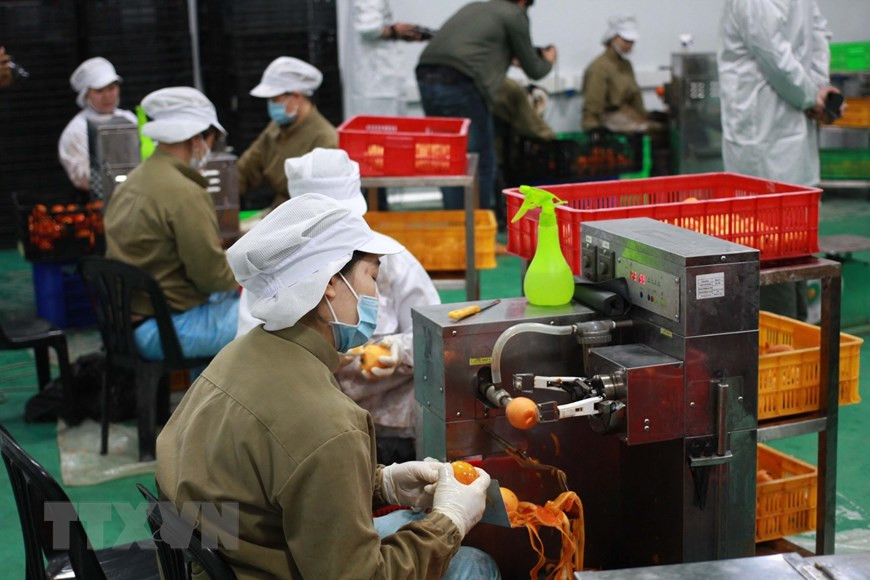 Des kakis sont épluchés. Photo: VNA