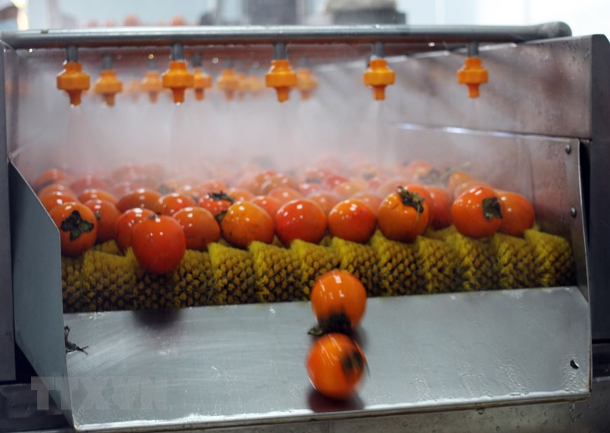 Des kakis sont lavés avant traitement. Photo: VNA