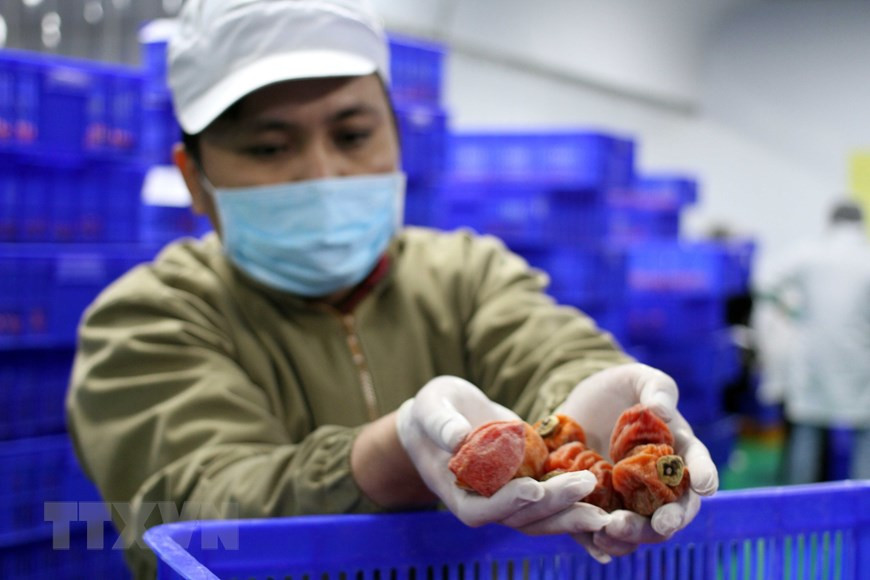 Des kakis classifiés. Photo: VNA