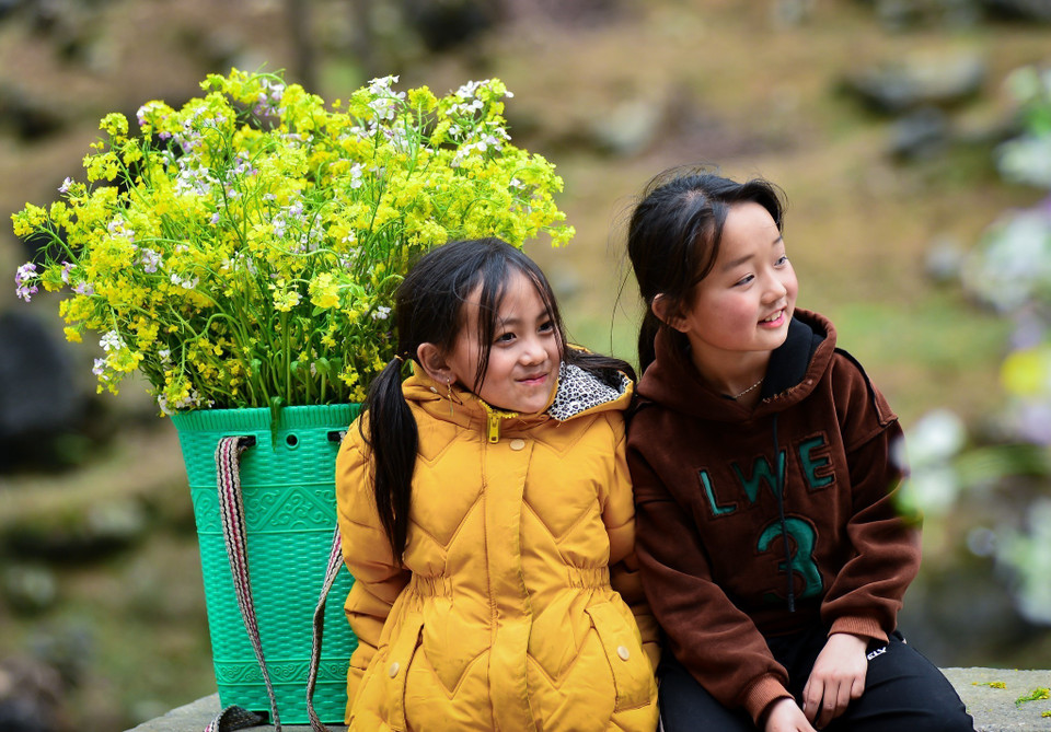 Bien qu’étant typique des zones montagneuses du Nord, c’est dans la province de Ha Giang que le canola est cultivé. C’est là aussi que ses fleurs sont les plus belles, offrant une formidable palette de couleur jaune. Photo: VNA