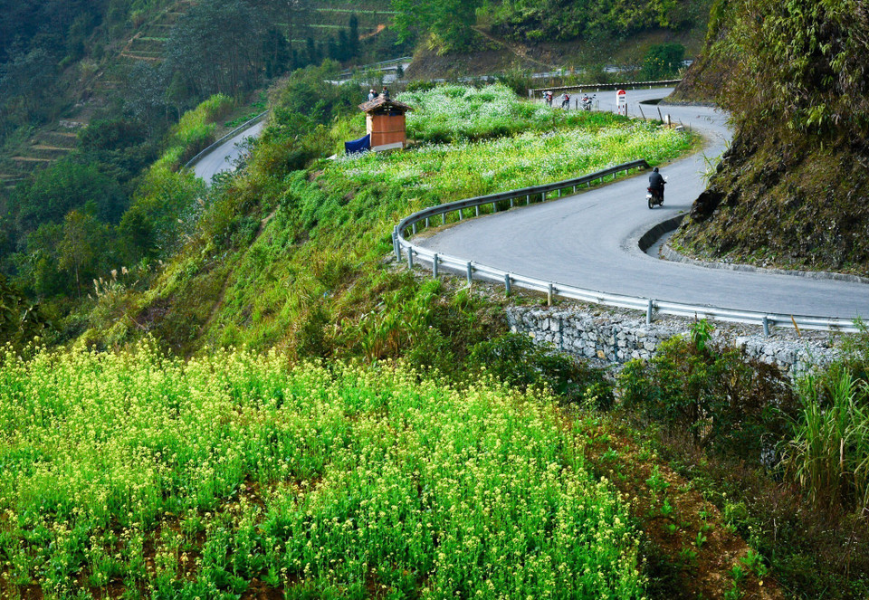 De janvier à février, Ha Giang arbore un magnifique tapis jaune poudré de fleurs de canola. Photo: VNA