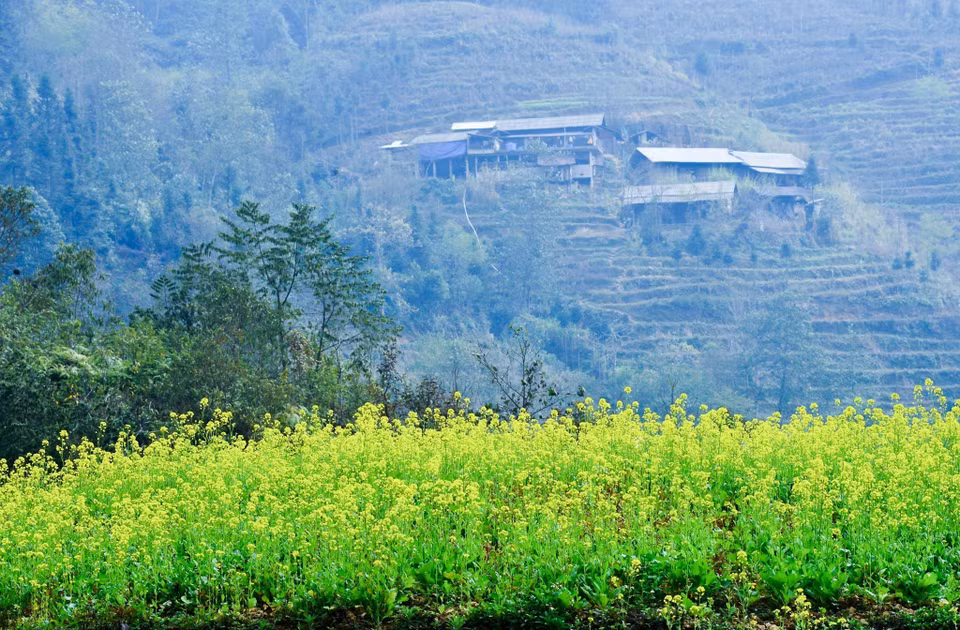 La floraison du canola dure deux mois. Malgré son apparence fragile, cette fleur est d’une vivacité incroyable. Photo: VNA