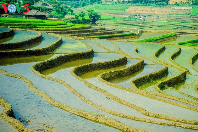 Les rizières inondées brillent sous le soleil d’après-midi 