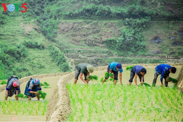 Les Mong repiquent le riz 