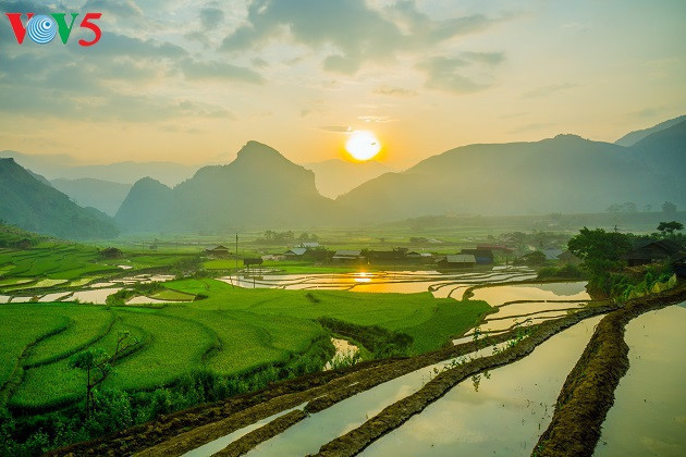 Les premiers rayons du soleil sur les rizières verdoyantes 