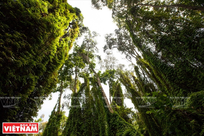 La mangrove de Xeo Quyt abrite une flore et une faune riches.