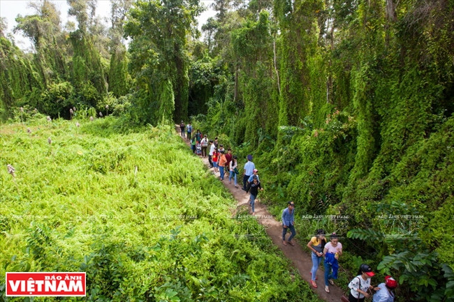 Un sentier dans la mangrove. 