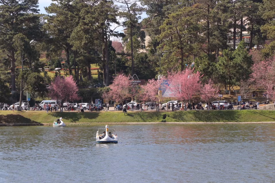 Les "mai anh dao" sont plantés à Da Lat depuis plus d’un siècle. Récemment, cette plante a envahi les avenues Lê Dai Hành, Hung Vuong, Trân Hung Dao, Tuong Pho, Hai Bà Trung, autour du lac Xuân Huong, les parcs, les sites touristiques. Une rue de Da Lat a même été baptisée du nom de cette fleur emblématique. 