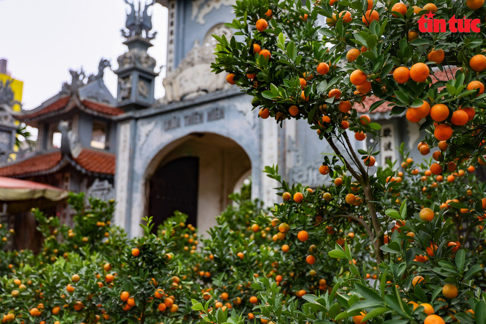 Kumquats du village de floriculture de Tu Lien. 