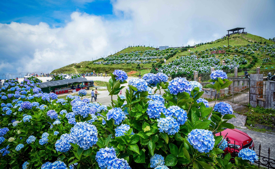 Sous le ciel bleu et le soleil doré comme du miel, la beauté d’innombrables fleurs d'hortensia séduit les nombreux visiteurs à Mau Son qui peuvent respirer à plein poumon l’air frais, contempler ces fleurs et découvrir la beauté des bâtiments anciens. Voici des fleurs d'hortensias colorées au sommet de Mau Son. Photo: VNA 