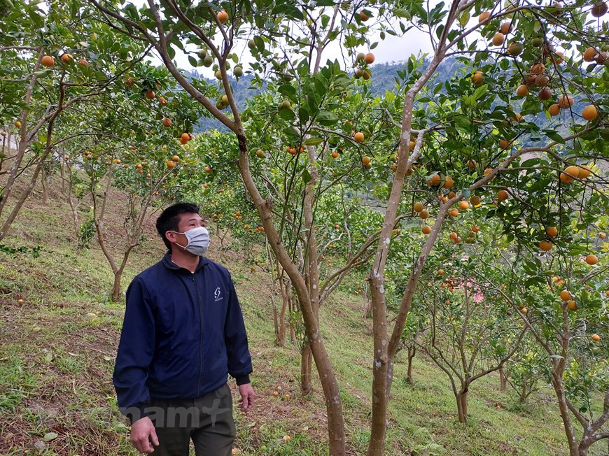 L'agriculteur Dinh Cong Lieu a raconté que sa famille possède 3 hectares d'orangers sur une colline. Chaque jour, il vérifie si l'arbre a des parasites ou des maladies pour prendre des mesures de soin. De même, il taille souvent les vieilles feuilles et les fruits endommagés. Pour que les oranges atteignent la taille standard, il supprimera certains fleurs et petits fruits en gardant une certaine quantité de fruits pour chaque arbre. Selon lui, les vieilles feuilles, les feuilles couvertes de parasites doivent être taillées à temps. Lorsque l'arbre commence à fleurir, il est temps pour l'agriculteur de faire attention à arroser davantage de produits biologiques pour protéger les fleurs. S'il n'y a pas des soins minutieux, les fleurs tomberont lorsqu'il pleut. Photo: VietnamPlus