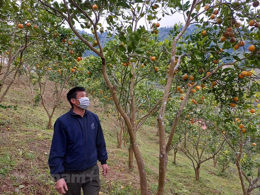 L'agriculteur Dinh Cong Lieu a raconté que sa famille possède 3 hectares d'orangers sur une colline. Chaque jour, il vérifie si l'arbre a des parasites ou des maladies pour prendre des mesures de soin. De même, il taille souvent les vieilles feuilles et les fruits endommagés. Pour que les oranges atteignent la taille standard, il supprimera certains fleurs et petits fruits en gardant une certaine quantité de fruits pour chaque arbre. Selon lui, les vieilles feuilles, les feuilles couvertes de parasites doivent être taillées à temps. Lorsque l'arbre commence à fleurir, il est temps pour l'agriculteur de faire attention à arroser davantage de produits biologiques pour protéger les fleurs. S'il n'y a pas des soins minutieux, les fleurs tomberont lorsqu'il pleut. Photo: VietnamPlus