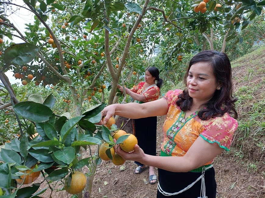 Vers la fin de janvier, si les touristes viennent dans le district de Moc Chau, province de Son La (Nord), il n'y aura plus de fleurs de pêcher et de prunier. Pourtant, ce district attire toujours les touristes avec ses vergers d'orangers avec leur ramifiés chargé de fruits. Les oranges sont considérées comme l'une des spécialités de la localité. Dans la commune de Suoi Bang, district de Moc Chau, les gens plantent des variétés d'oranges de contre-saison V2. Grâce à cette maturation tardive, les oranges des Suoi Bang se vendent très bien. Les grossistes viennent en acheter au prix de 30.000 dongs le kilo. Photo: VietnamPlus