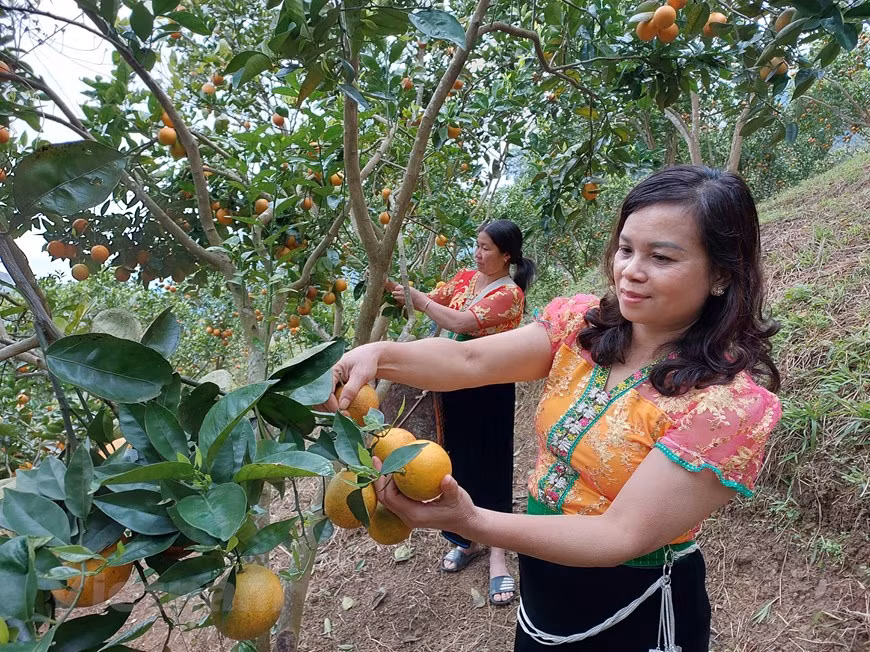 Vers la fin de janvier, si les touristes viennent dans le district de Moc Chau, province de Son La (Nord), il n'y aura plus de fleurs de pêcher et de prunier. Pourtant, ce district attire toujours les touristes avec ses vergers d'orangers avec leur ramifiés chargé de fruits. Les oranges sont considérées comme l'une des spécialités de la localité. Dans la commune de Suoi Bang, district de Moc Chau, les gens plantent des variétés d'oranges de contre-saison V2. Grâce à cette maturation tardive, les oranges des Suoi Bang se vendent très bien. Les grossistes viennent en acheter au prix de 30.000 dongs le kilo. Photo: VietnamPlus