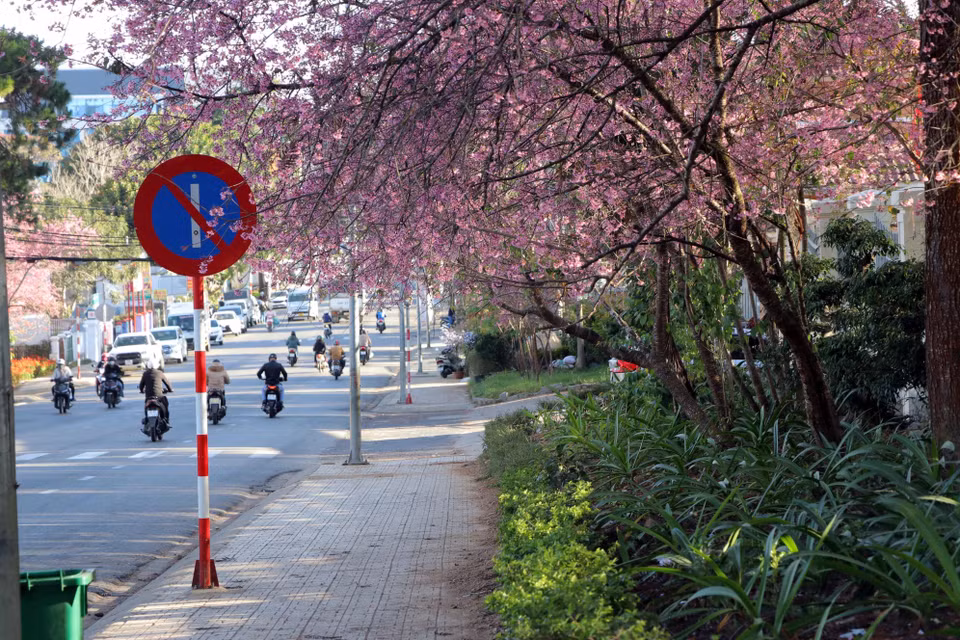 "Mai anh dao" est un arbre dont la floraison éclatante annonce l’arrivée du printemps, notamment dans la ville de Da Lat. Cette espèce est très spéciale, avec un tronc similaire à celle du pêcher ou du prunier dans le Nord, mais les fleurs ont cinq pétales comme celles d'abricot du Sud ou sont similaires à celles du cerisier japonais. 