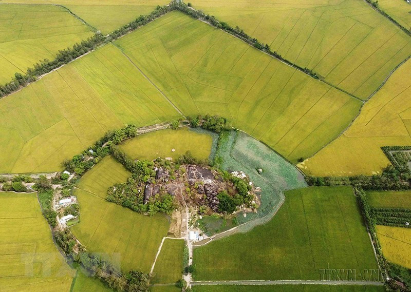 Zone de production de riz de haute qualité, éligible à l'exportation vers le marché de l'UE en vertu de l'accord EVFTA du groupe Loc Troi dans le district de Thoai Son, province d'An Giang. Photo: VNA 