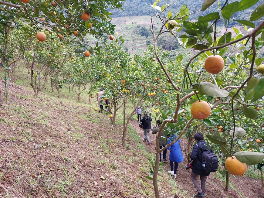 Les oranges V2 ne sont pas grosses mais sucrées et succulentes. La récolte principale est avant le Nouvel An lunaire (Têt traditionnel), car la production est élevée, le prix sont bas. Après le Têt, c'est la contre-saison. En venant à Moc Chau, les visiteurs peuvent découvrir comment les gens prennent soin des orangers selon les bonnes pratiques agricoles vietnamiennes (VietGAP) et récoltent manuellement eux-mêmes les oranges mûres. Les oranges V2 sont cultivées de manière biologique, sans pulvérisation de pesticides, ni d'herbicides. Au contraire, ils laissent des herbes aux pieds des orangers pour avoir une couche d'humus pour garder l'humidité et les nutriments. Photo: VietnamPlus