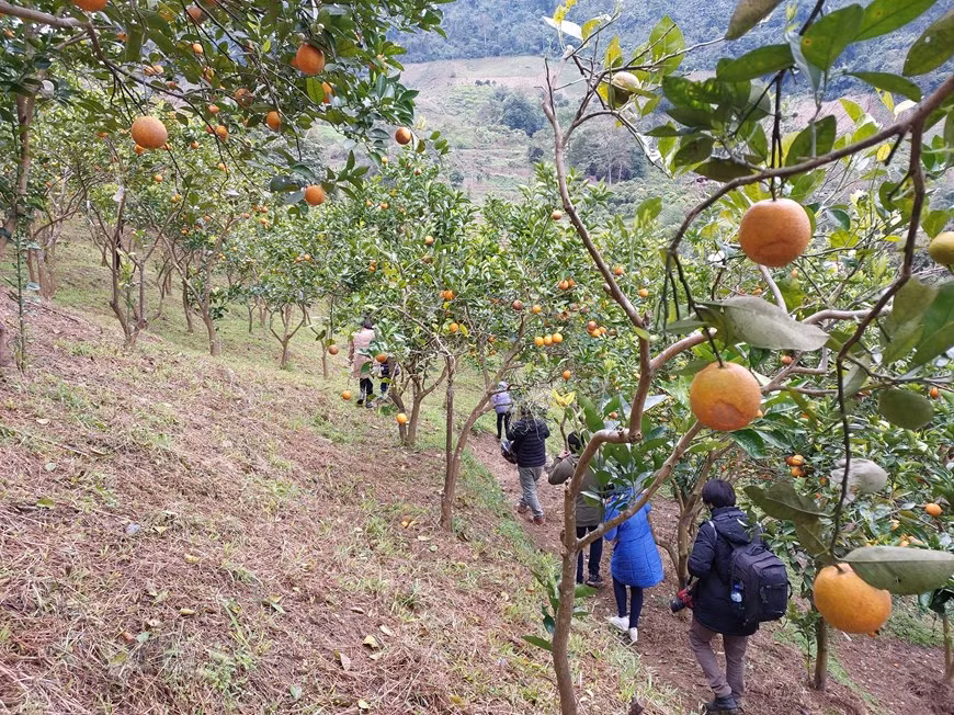 Les oranges V2 ne sont pas grosses mais sucrées et succulentes. La récolte principale est avant le Nouvel An lunaire (Têt traditionnel), car la production est élevée, le prix sont bas. Après le Têt, c'est la contre-saison. En venant à Moc Chau, les visiteurs peuvent découvrir comment les gens prennent soin des orangers selon les bonnes pratiques agricoles vietnamiennes (VietGAP) et récoltent manuellement eux-mêmes les oranges mûres. Les oranges V2 sont cultivées de manière biologique, sans pulvérisation de pesticides, ni d'herbicides. Au contraire, ils laissent des herbes aux pieds des orangers pour avoir une couche d'humus pour garder l'humidité et les nutriments. Photo: VietnamPlus