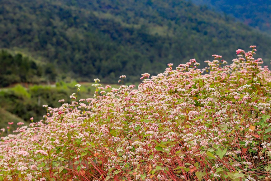 De fin octobre à fin novembre, à Hà Giang, c’est la saison du sarrasin. Sous le doux soleil, les plateaux karstiques, les vallées, les montagnes et les collines se vêtent d’une magnifique robe blanche teintée de rose poudré. Les touristes affluent vers cette province septentrionale pour admirer ce paysage d’une beauté stupéfiante. Bien qu’étant typique des zones montagneuses du Nord, c’est dans la province de Hà Giang que le sarrasin est le plus cultivé. C’est là aussi que ses fleurs sont les plus belles, offrant une formidable palette de couleurs de blanc, de rose et de violet. Malgré le sol rocailleux et le climat rude, elles arrivent à pousser et transforment le plateau karstique de Dông Van en une magnifique aquarelle de tons pastels. Aujourd’hui, la culture de sarrasin est la caractéristique de Hà Giang. Elle embellit la nature et sert à l’alimentation des minorités ethniques.