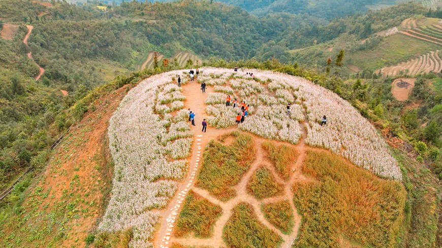 Le sarrasin est souvent considéré comme une alternative savoureuse et plus saine au blé. Une fois récoltées, les cultures peuvent être moulues en farine et de nombreuses régions du monde le font, telles que l'Inde, le Japon et la République de Corée. Riz, porridge, nouilles, pains, crêpes, biscuits, gâteaux, peuvent tous être fabriqués à partir de farine de sarrasin. La jeune tige de cette fleur peut également être bouillie et utilisée comme légume, ou cuite avec du vin et du maïs pour produire un type de vin tout à fait unique. Il présente encore des avantages médicinaux et est parfois utilisé comme tronc pour l'alimentation du bétail. 