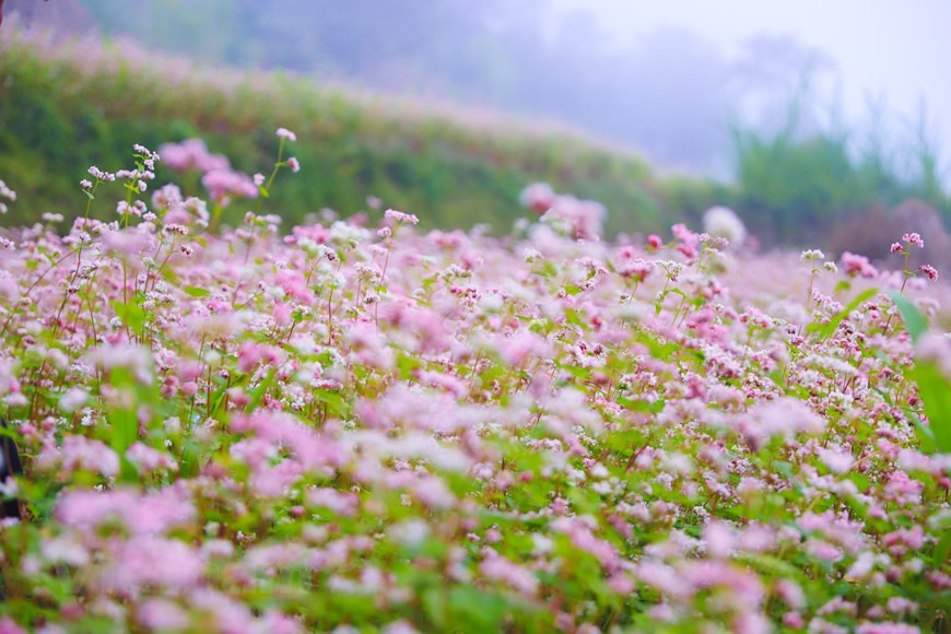 En sa pleine floraison, les fleurs de sarrasin donnent une toute nouvelle allure aux paysages de la région à l’extrême Nord du Vietnam. Avec leurs couleurs rose et violet, les fleurs de sarrasin éclairent le tableau des montagnes karstiques et des roches épineuses en le rendant extrêmement gracieux et mystérieux. Selon une légende de l’ethnie minoritaire des H’mong, à l’époque où les habitants de cette région montagneuse vivaient principalement du riz et du maïs, une famine dévasta les villages. La terre est devenue stérile et les gens partirent à la recherche de nourriture. Un jour, un parfum étrange et agréable les attira et les poussa à suivre... 
