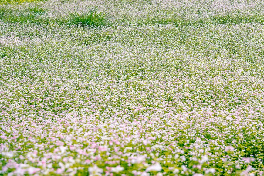 Lorsque les rizières en terrasses sont mûres et puis récoltées, toute la colline est recouverte par un tapis de fleurs qui concurrencent en termes de couleurs. Très pittoresque et romantique. Et la saison la plus romantique de l’année dans la province de Hà Giang, c’est la saison des fleurs de sarrasin. La saison des fleurs de sarrasin s’étend du mois d’octobre au mois décembre. Une courte visite de trois ou quatre jours sera ainsi idéale pour contempler le tapis des pétales de fleurs rouges et blancs ainsi que pour visiter les destinations touristiques les plus attrayantes de la province de Hà Giang. 