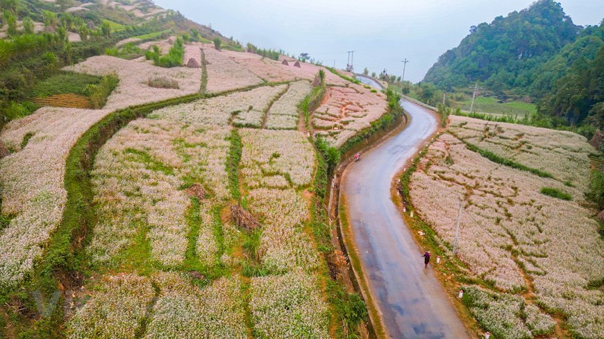 Située à l'extrême-Nord du Vietnam, la province montagneuse de Hà Giang (au Nord-Ouest) est bien connue pour la beauté de ses espaces naturels tels que le plateau de Dong Van, le col de Ma Pi Leng, les champs de sarrasin en fleurs... Non seulement connue pour des routes sinueuses nichées au pied de montagnes majestueuses et spectaculaires ou des belles vues dans des villages traditionnels des groupes ethniques locaux, la province de Hà Giang est aussi une destination de prédilection de nombre de touristes, vietnamiens comme étrangers, pour les saisons des fleurs de prunier, de pêche,…, en particulier la saison des fleurs de sarrasin.