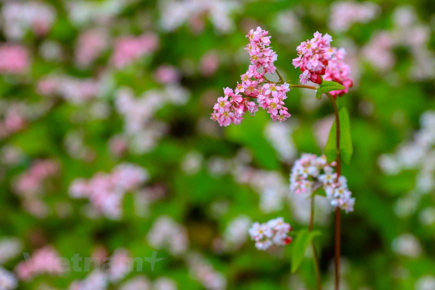 Au milieu des rochers, on découvrit de petites fleurs blanches rosées, en forme de triangle inverse. C’est ainsi que la famine prit fin. Le sarrasin a de nombreux avantages nutritionnels et est une bonne source de protéines de haute qualité faciles à digérer. Depuis lors, les H’mong confectionnent dès l’automne des gâteaux et des jarres d’alcool de fruit du sarrasin. Ce type de fleur est alors devenu une partie essentielle de leur vie quotidienne. Il existe deux types de fleurs de sarrasin. Dans les zones de Cao Bang, vous pouvez trouver le type blanc. Pendant ce temps, à Hà Giang, les gens plantent souvent la fleur de sarrasin pourpre. 