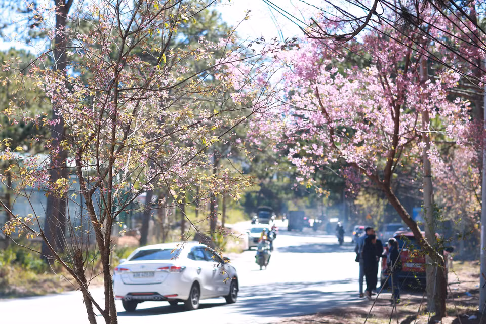 Les abricotiers-cerisiers fleurissent partout à Da Lat. 