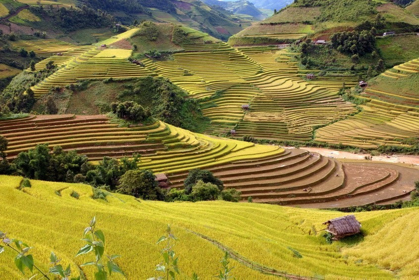 Des champs en terrasses du district de Mu Cang Chai, dans la province de Yên Bai (Nord) se transforment en une mer dorée à l’automne. 
