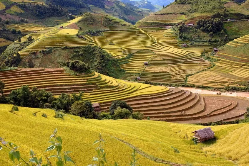 Des champs en terrasses du district de Mu Cang Chai, dans la province de Yên Bai (Nord) se transforment en une mer dorée à l’automne. 