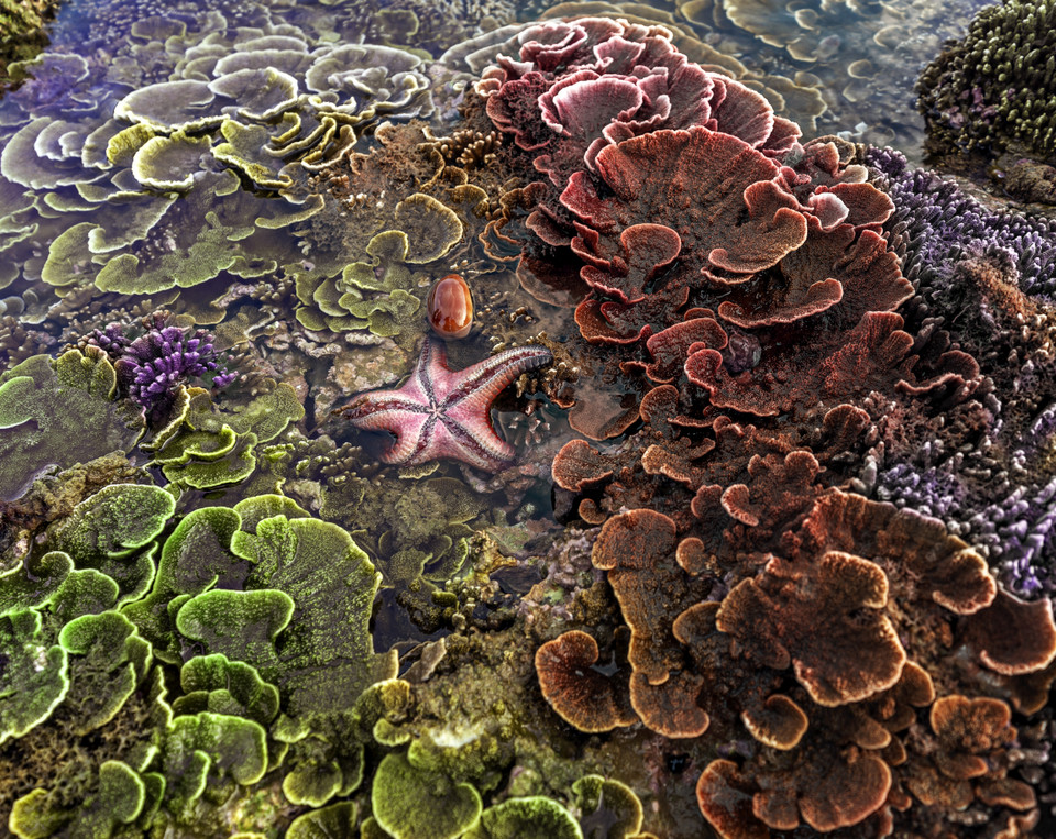 Des coraux Montipora monasteriata violet et vert. 