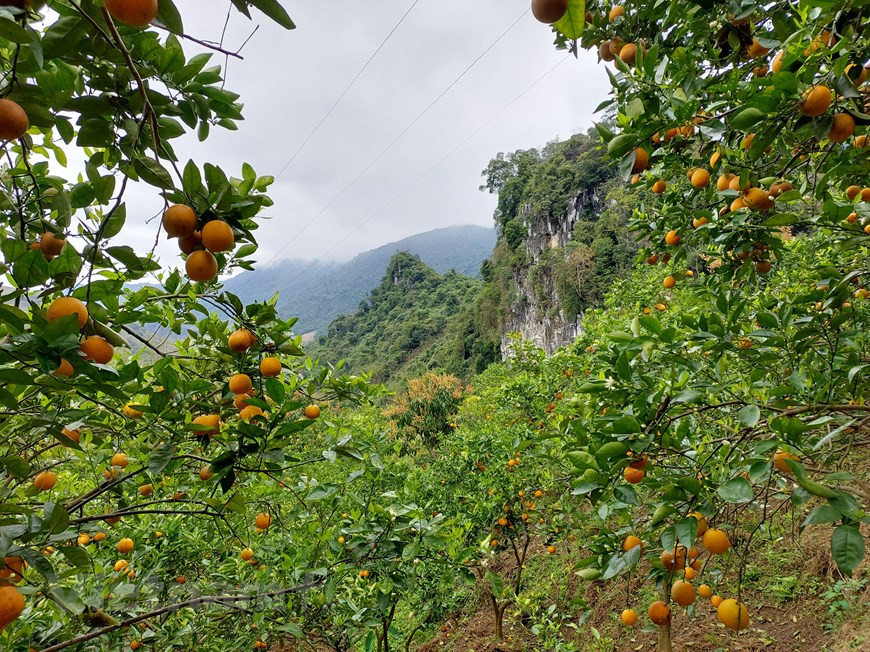 Moc Chau est depuis longtemps l'une des destinations les plus attrayantes de la région Nord. Le plateau a quatre saisons avec un temps doux. Profitant de la beauté naturelle et du climat frais toute l'année, les habitants de Moc Chau développent des produits et services touristiques communautaires et fournissent des services d'hébergement chez l'habitant (homestay) pour répondre à la demande de nombreux touristes. En outre, le climat tempéré et les conditions pédoclimatiques sont favorables à la culture de nombreuses plantes, notamment le thé. En venant ici, les visiteurs peuvent admirer d'immenses parcelles de thé vert et aussi louer ou acheter des costumes traditionnels colorés des ethnies locales pour prendre des photos. Photo: VietnamPlus