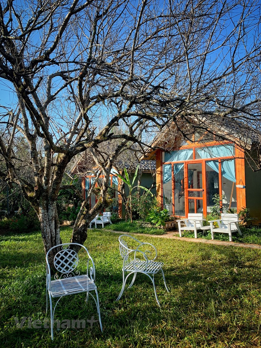 Situé au milieu d’une colline d’abricotiers, le homestay Mama’s house est une destination de prédilection de nombreux jeunes et familles. Le homestay se trouve en face de la forêt de pins du village d'Ang dans la commune de Dong Sang, district de Moc Chau, province septentrionale de Son La. Un chemin rustique au milieu du jardin vous emmène aux jolies maisons en bois. Vers le week-end, le homestay est souvent bondé. Outre un paysage romantique, il offre un prix de location d'une chambre assez raisonnable, de 600.000 dongs à plus d'un million de dongs. Le homestay dispose également d'une maison sur pilotis pour les grands groupes. 
