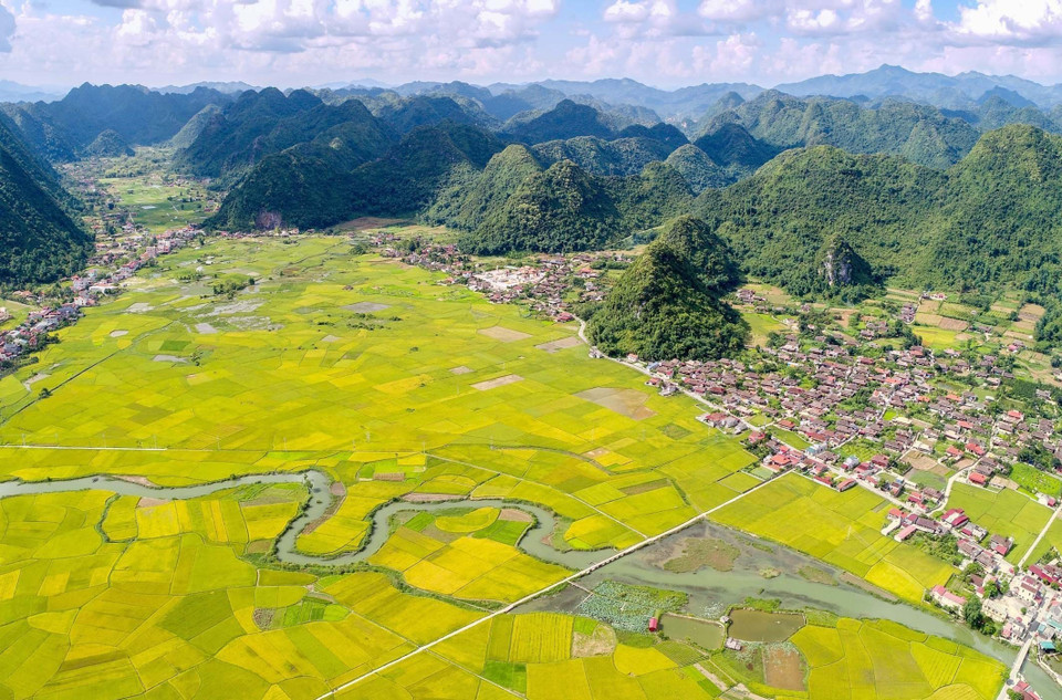 La saison du riz mûr attire de nombreux touristes et photographes. 