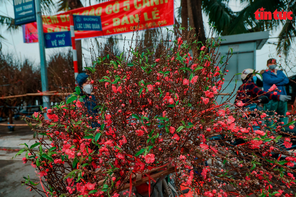 Le prix des fleurs de pêcher cette année est plus bas que les années précédentes en raison de l'épidémie de COVID-19 et des conditions météorologiques favorables.