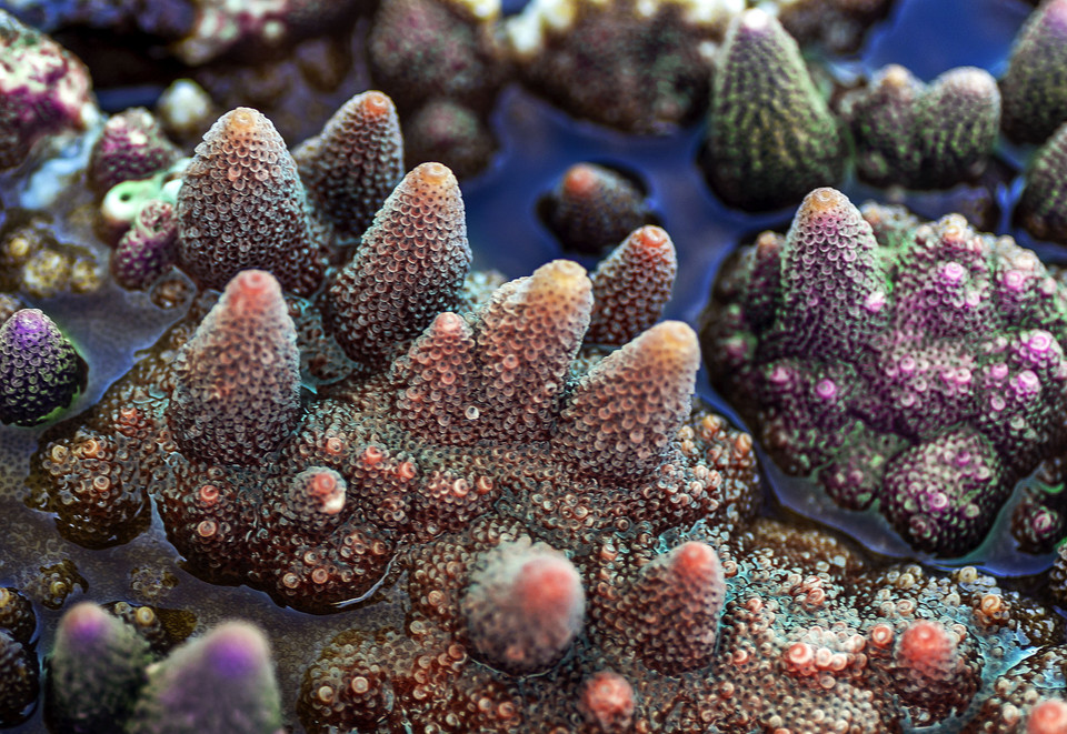 Coraux Acropora Purple Bonsai Coral.